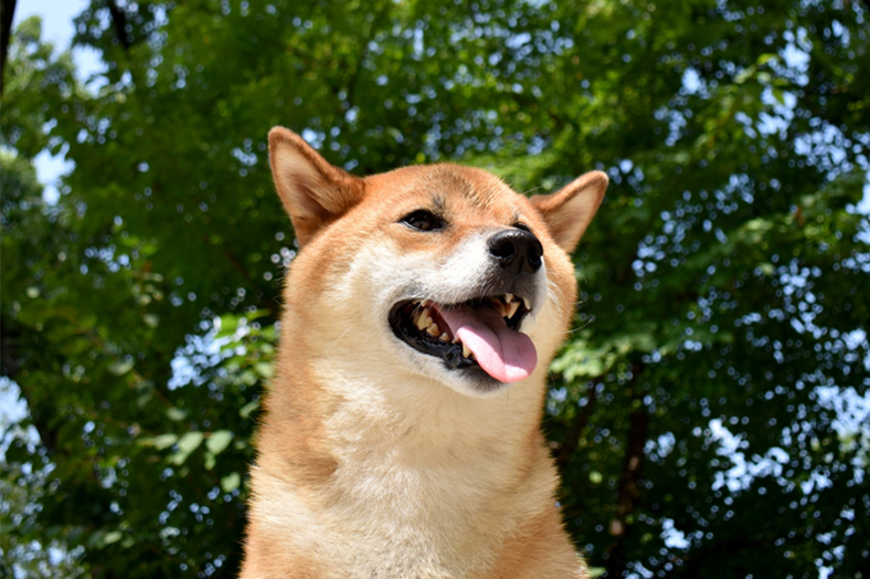 「鼻ぺちゃ」の子犬・子猫をお探しの方は是非！