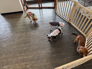 ペット広場