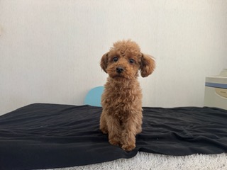 モカ君